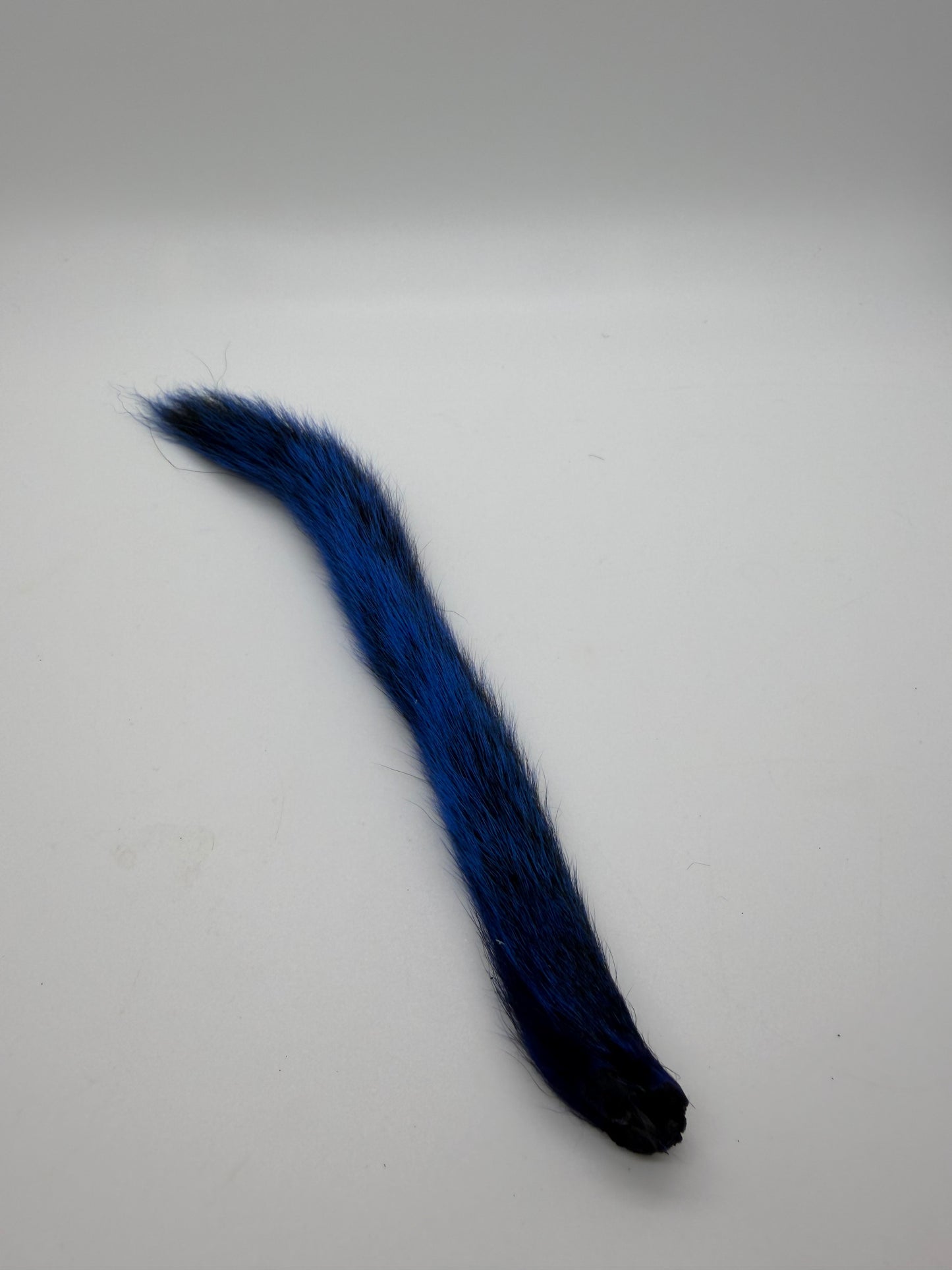 Squirrel Tail