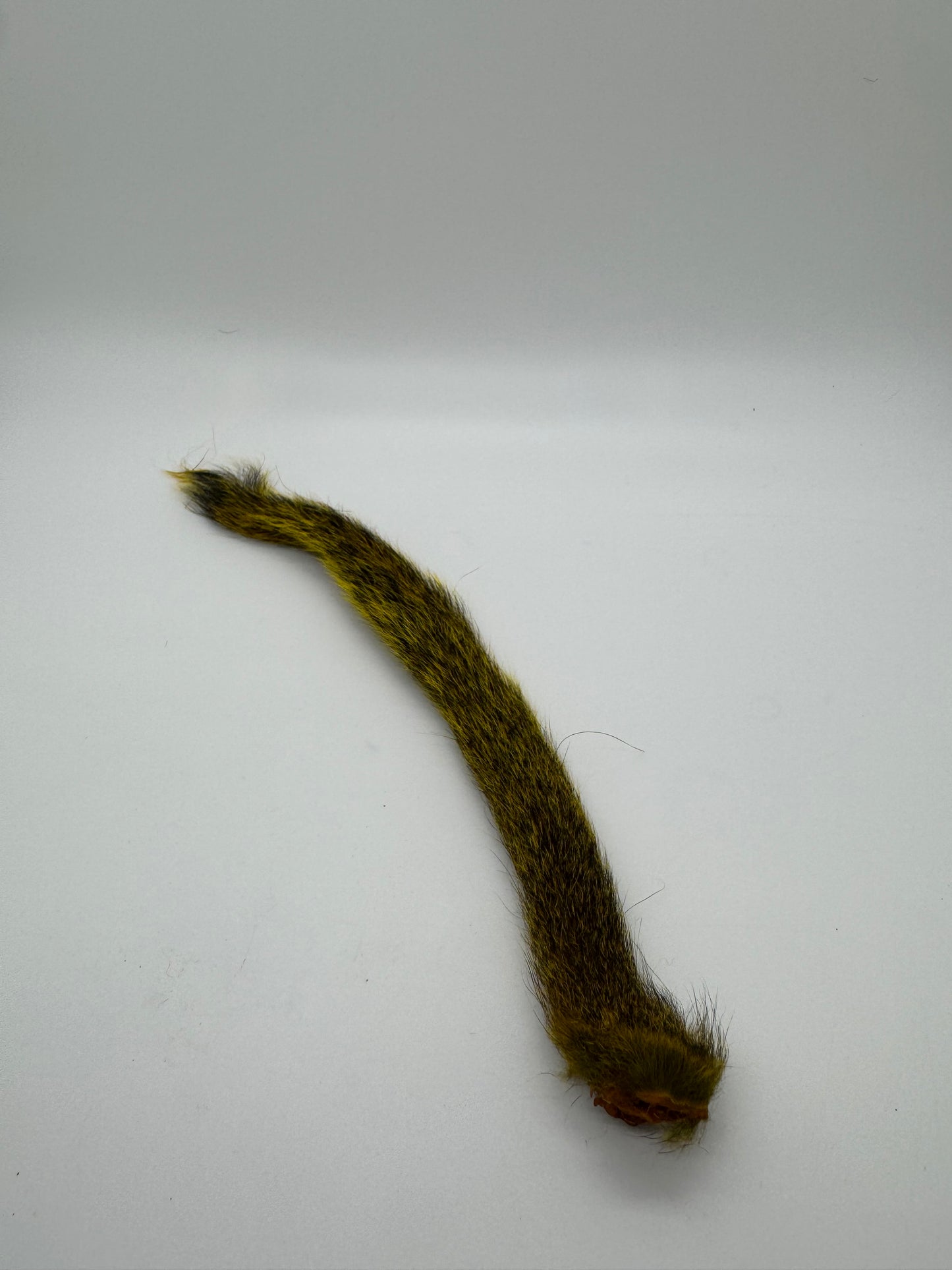 Squirrel Tail