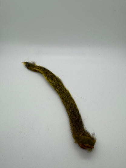 Squirrel Tail