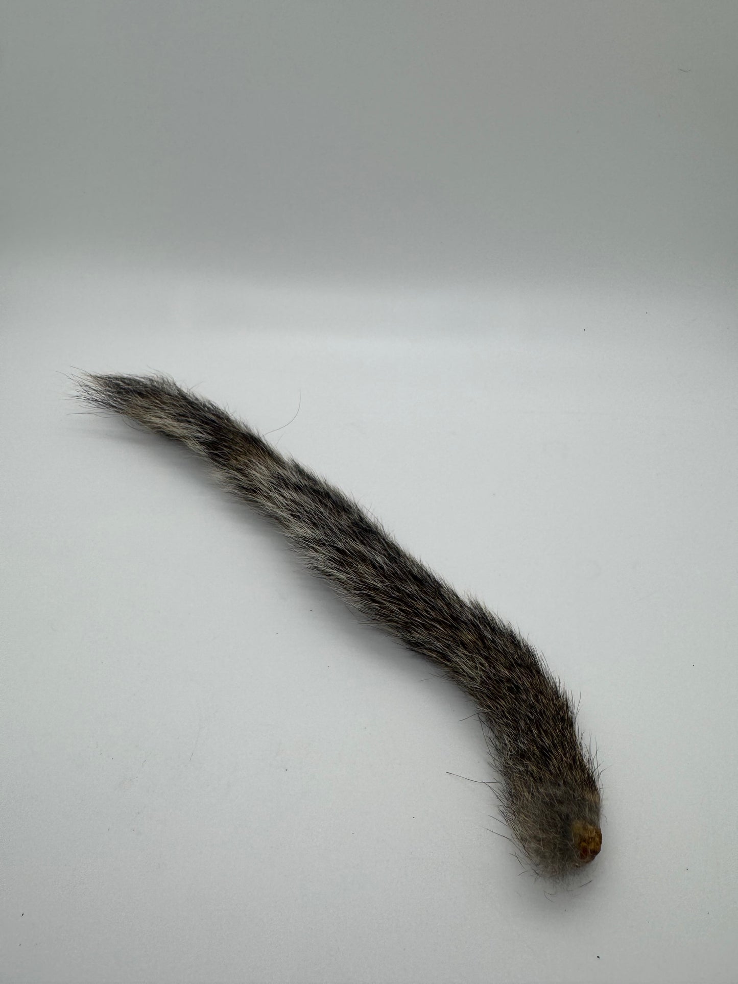 Squirrel Tail