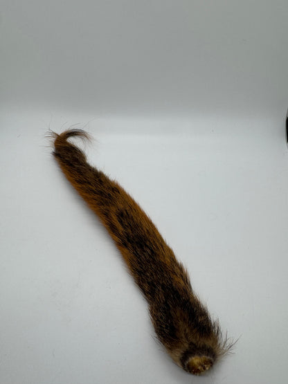 Squirrel Tail
