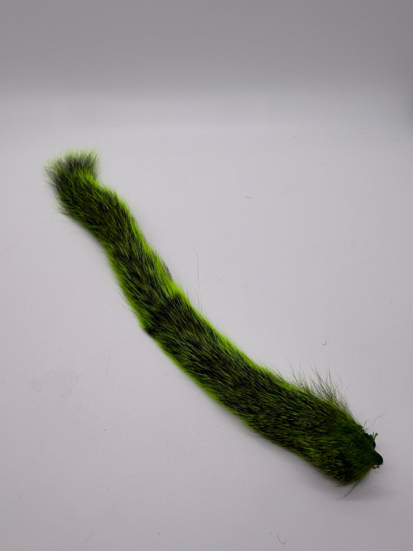 Squirrel Tail